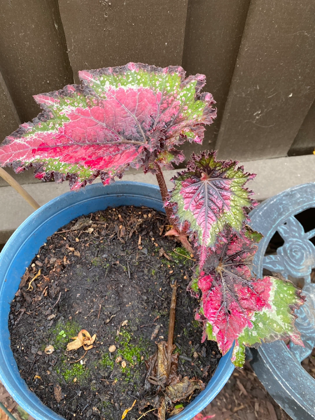 Free for pickup-Begonia Plant