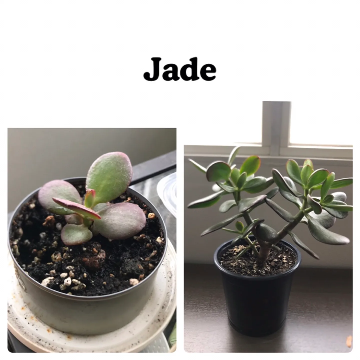 Baby Succulents: Any 2 for $5, 3 for $7, 5 for $10 image indicator(2)