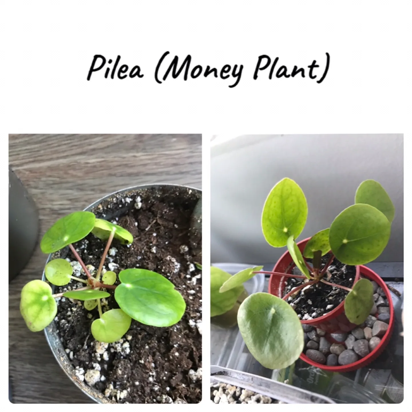 Baby Succulents: Any 2 for $5, 3 for $7, 5 for $10 image indicator(3)