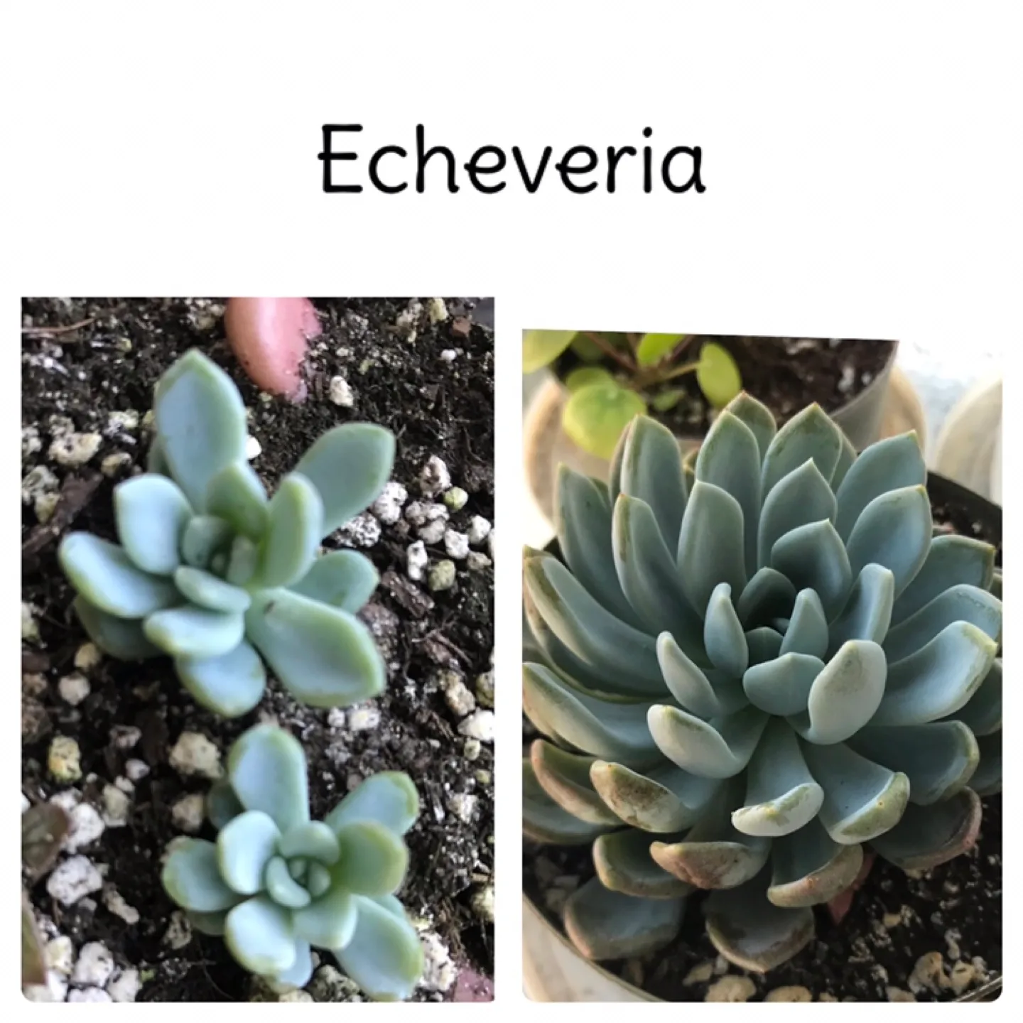 Baby Succulents: Any 2 for $5, 3 for $7, 5 for $10 image indicator(6)