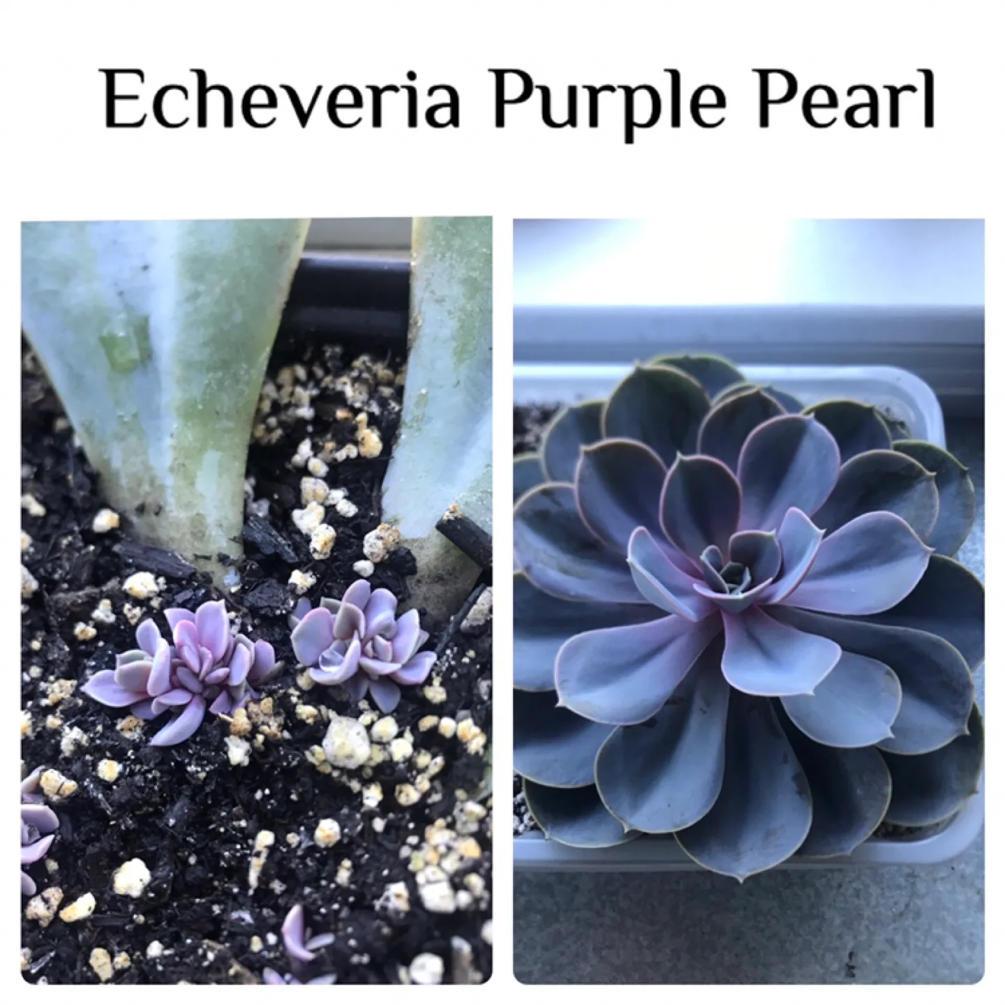 Baby Succulents: Any 2 for $5, 3 for $7, 5 for $10 image indicator(4)