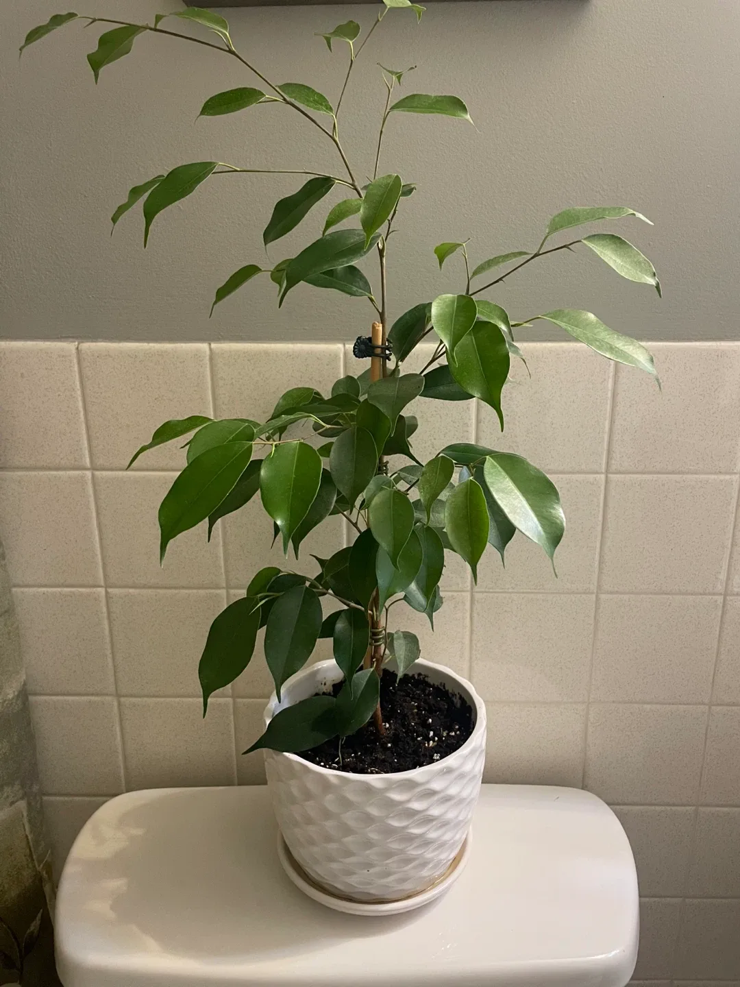 Ficus Benjamina Plant thumbnail