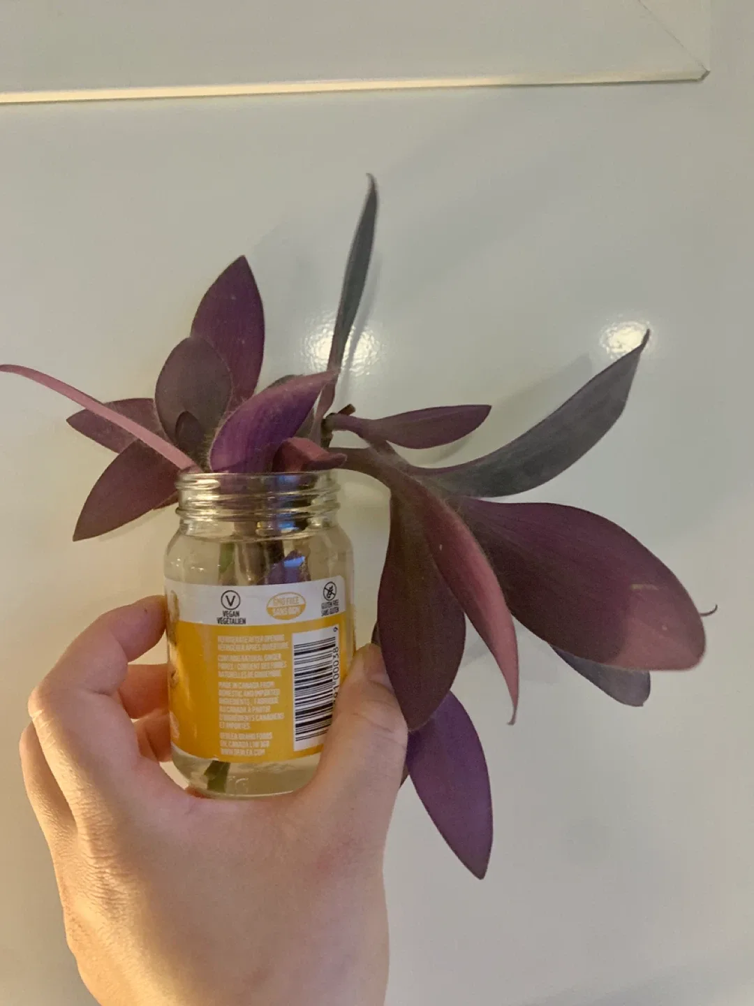 ‼️MOVING SALE‼️ Purple Heart Plant cutting in jar image indicator(2)