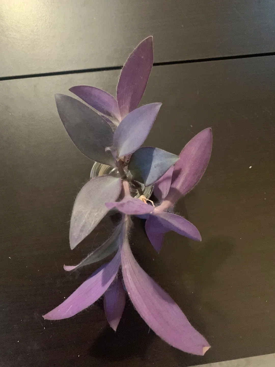 ‼️MOVING SALE‼️ Purple Heart Plant cutting in jar image indicator(3)