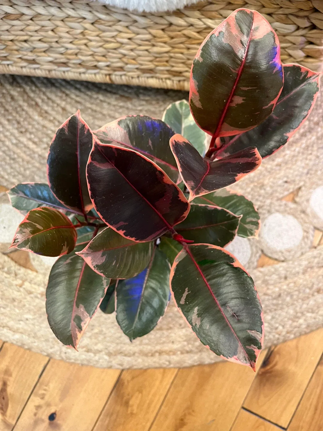 Ficus Ruby Plant with Cover Pot and Charm image indicator(2)