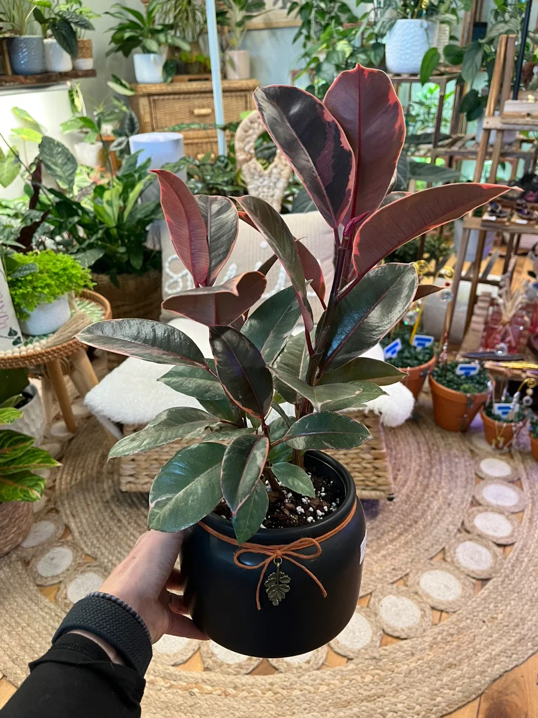 Ficus Ruby Plant with Cover Pot and Charm image indicator(3)