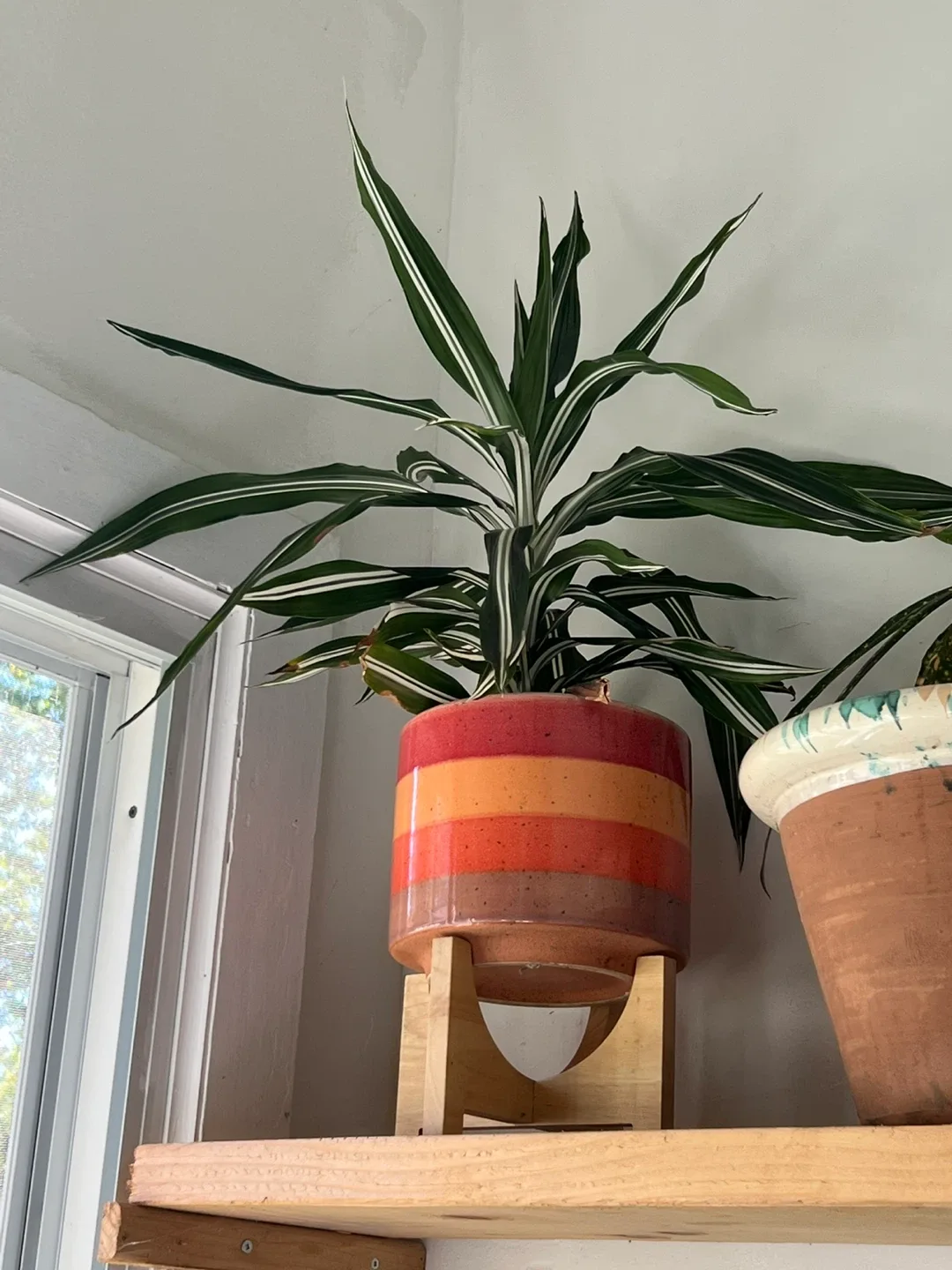 Striped Plant Pot with Wooden Stand thumbnail