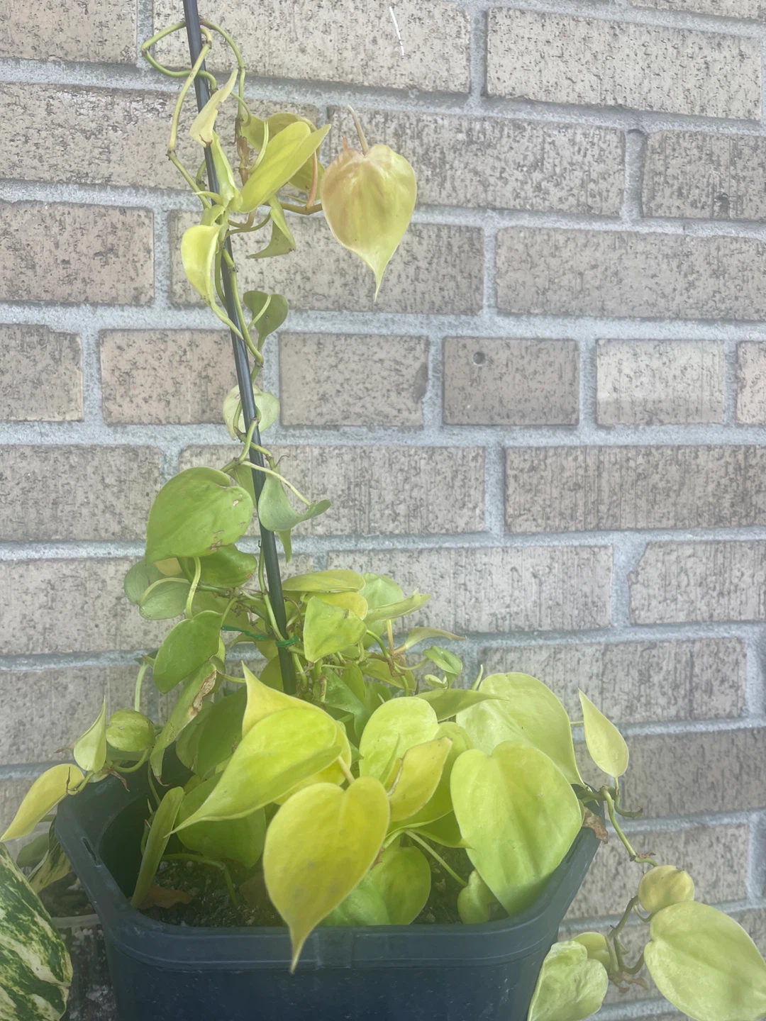 Philodendron Hederaceum Lemon lime - photo 3