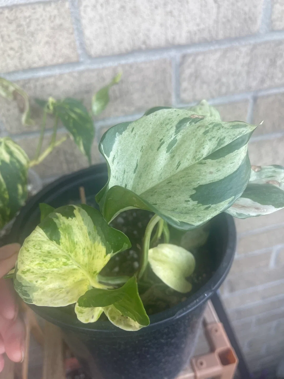 Potted Manjula Pothos Plant 🇨🇦 image indicator(4)