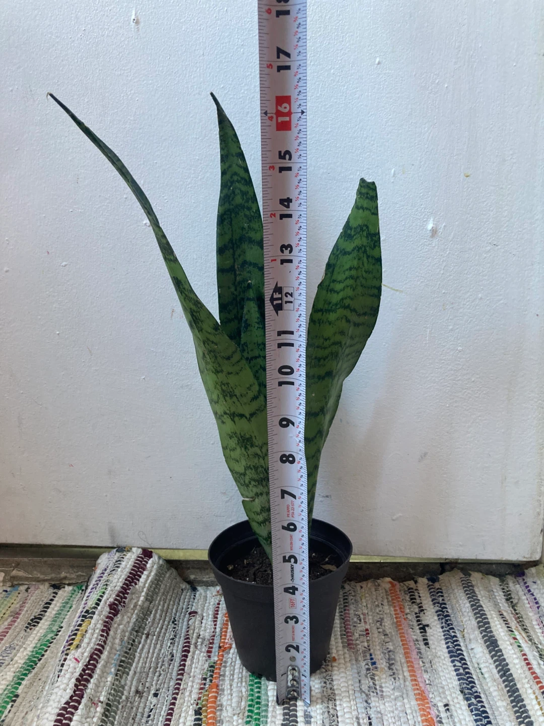 Snake Plant