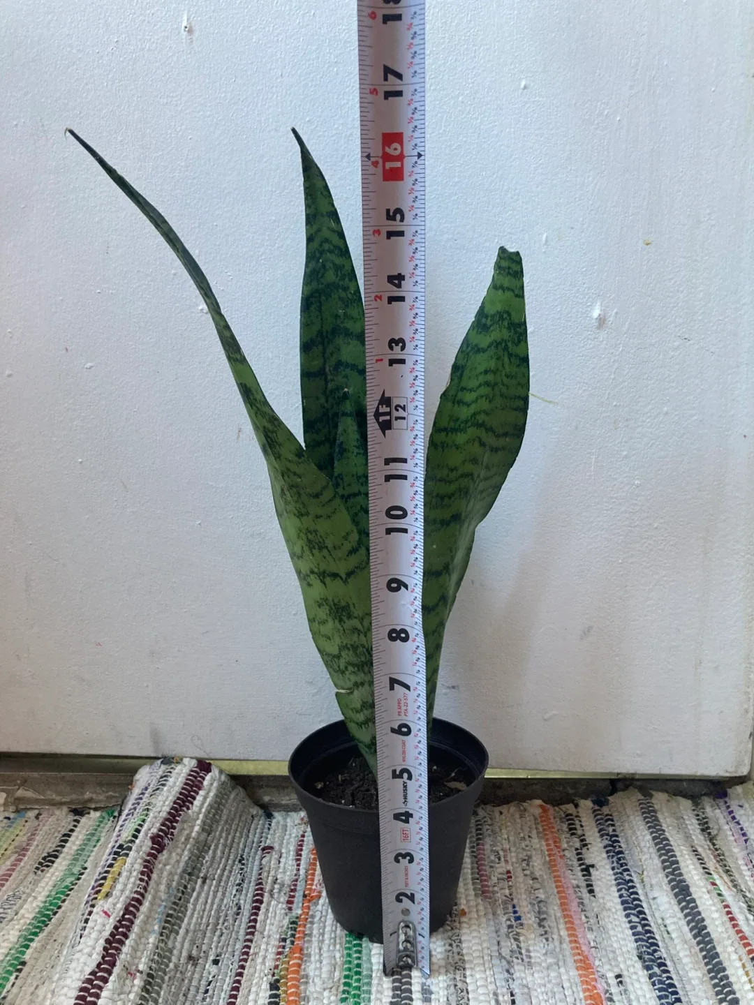 Snake Plant thumbnail