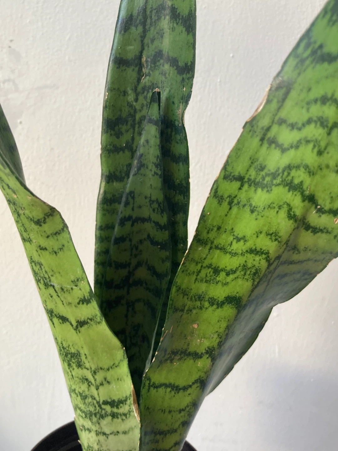 Snake Plant - photo 4