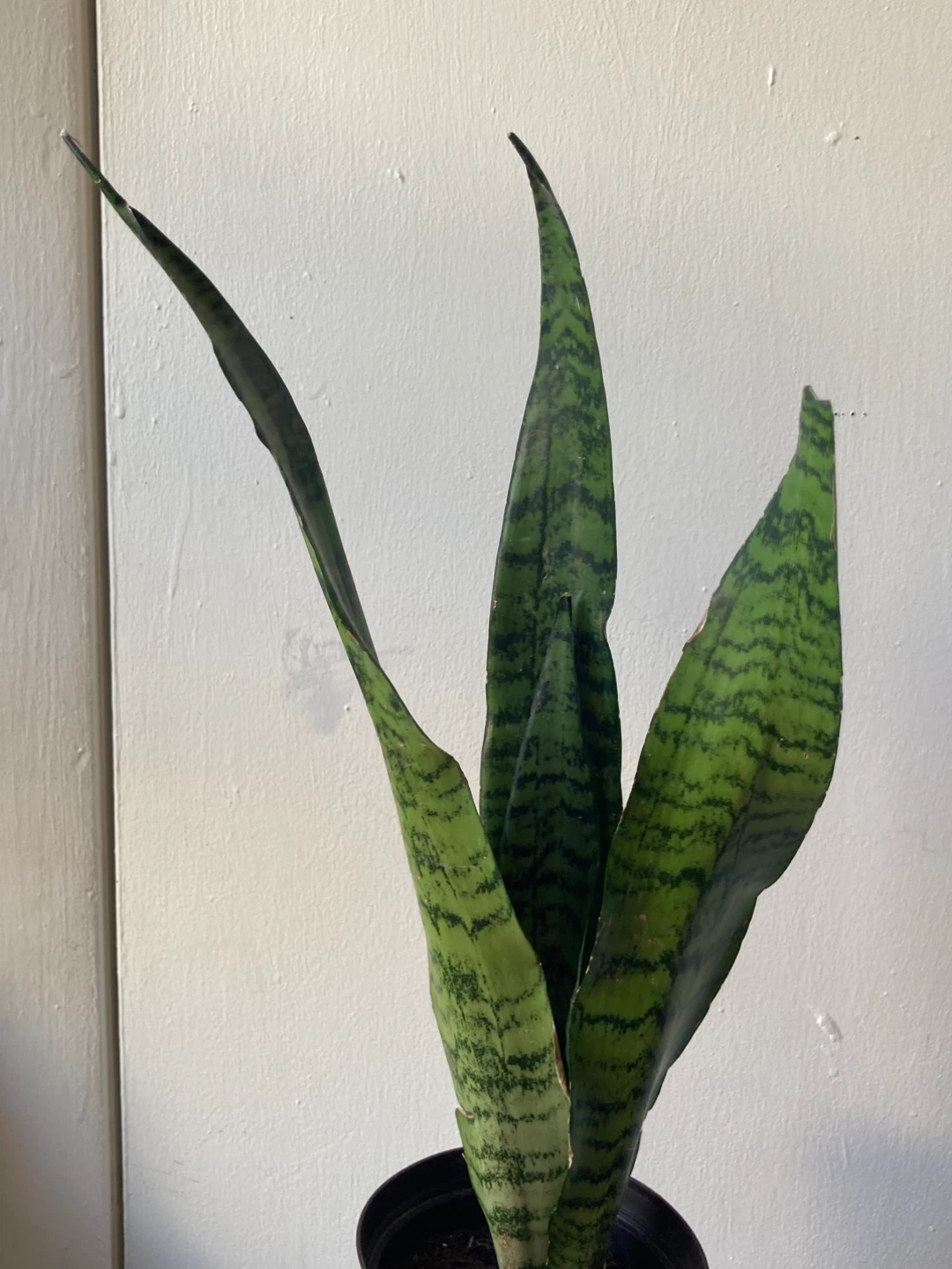 Snake Plant - photo 3