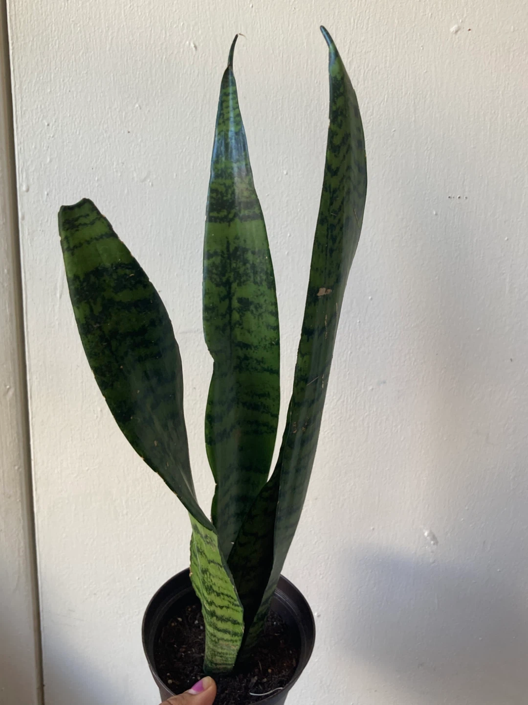 Snake Plant - photo 2