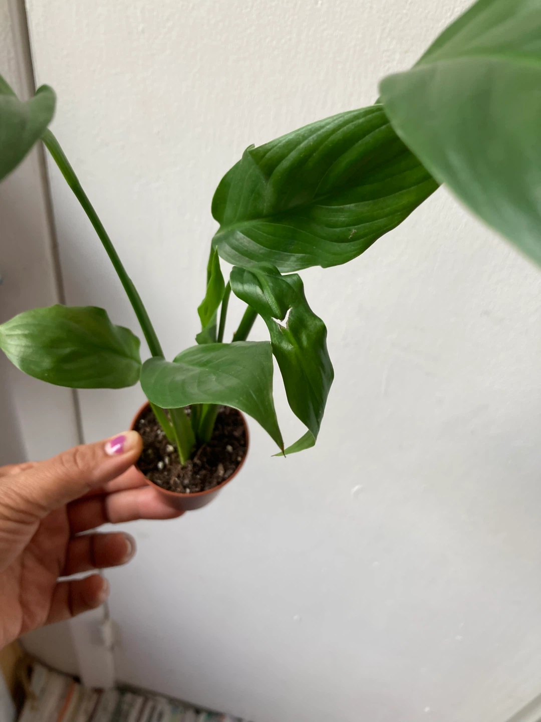 Peace Lily Plant - photo 3