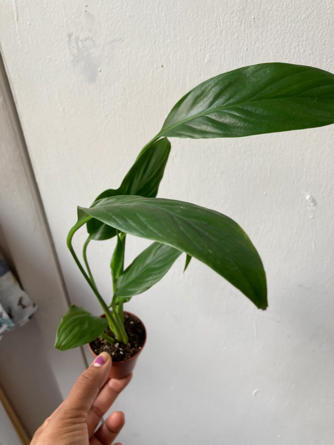 Peace Lily Plant