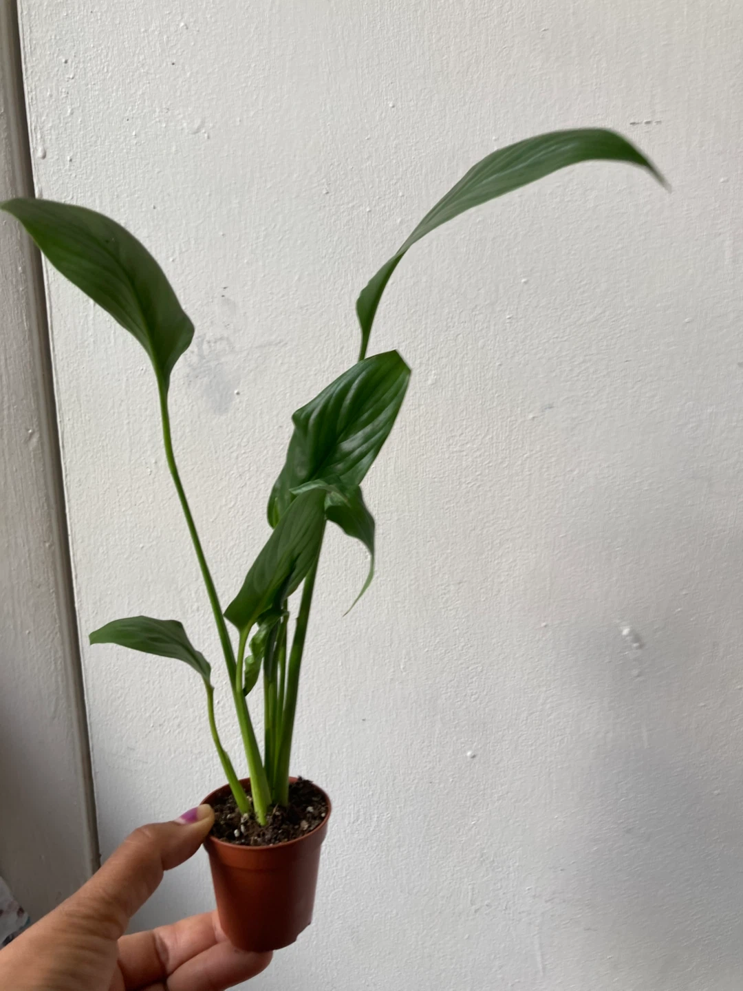 Peace Lily Plant - photo 2