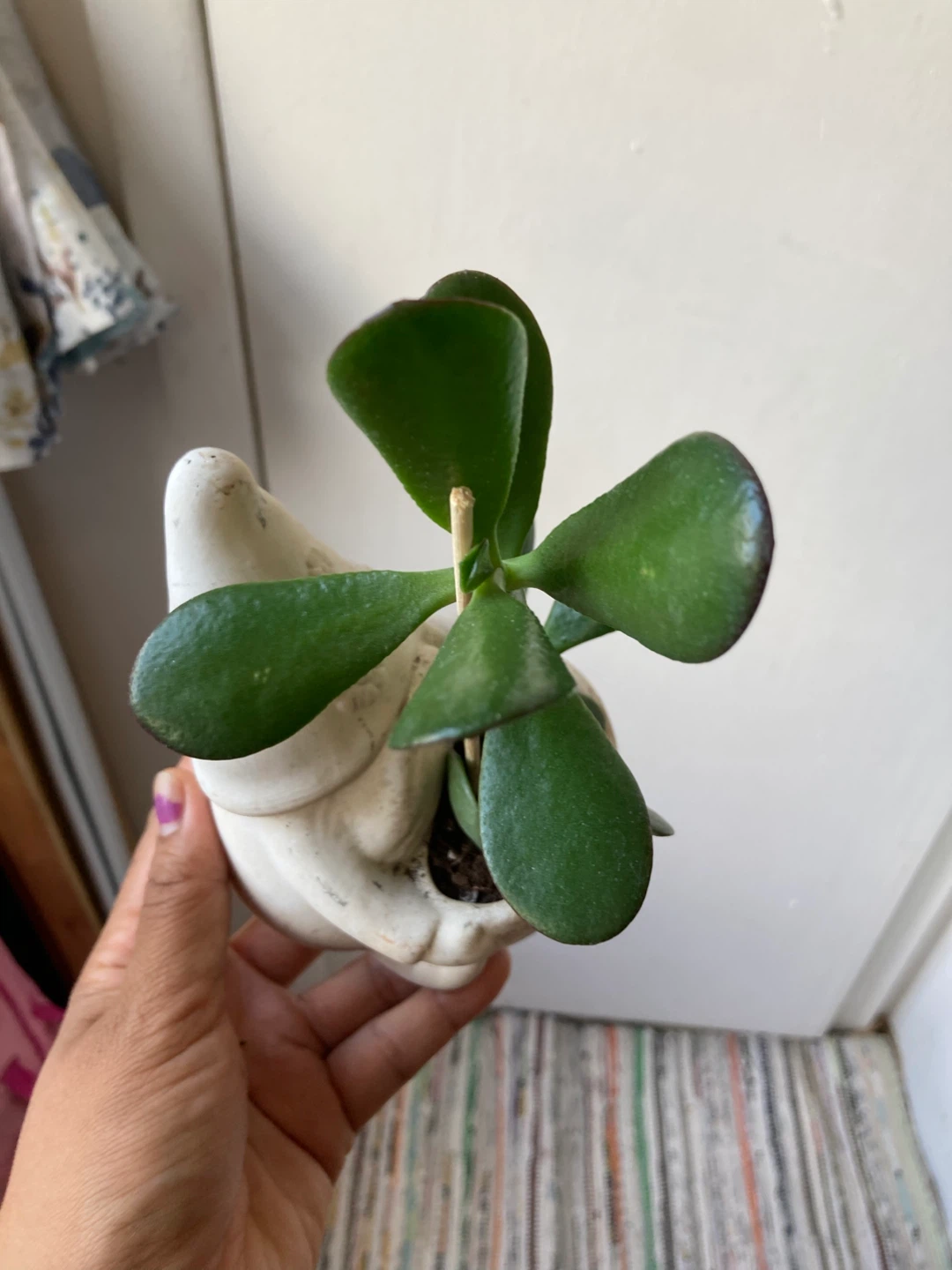 Jade Plant in Gnome ceramic pot - photo 2
