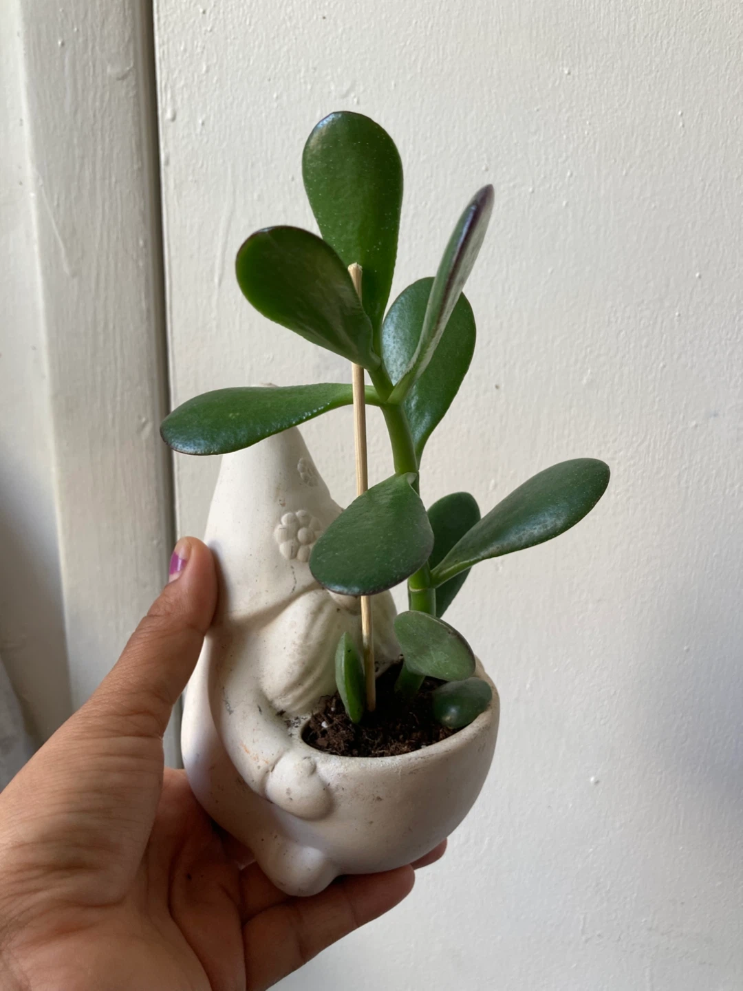 Jade Plant in Gnome ceramic pot