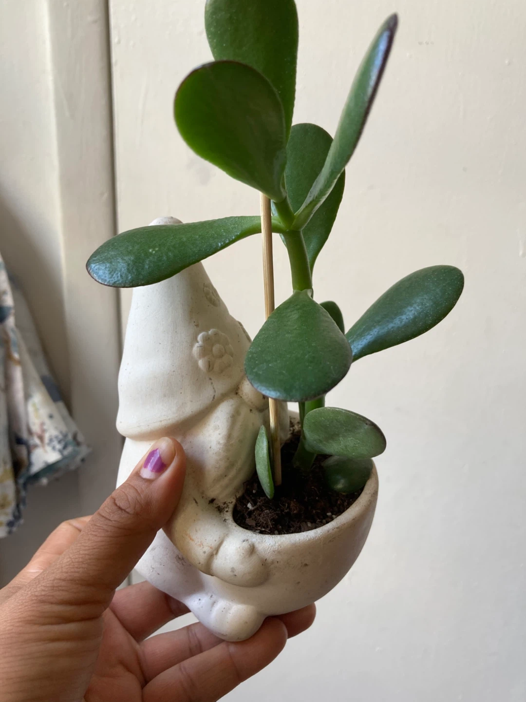 Jade Plant in Gnome ceramic pot - photo 3