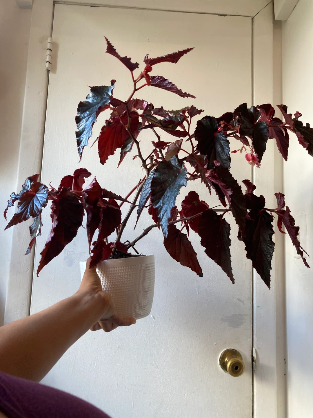 Begonia Black Magic - photo 5