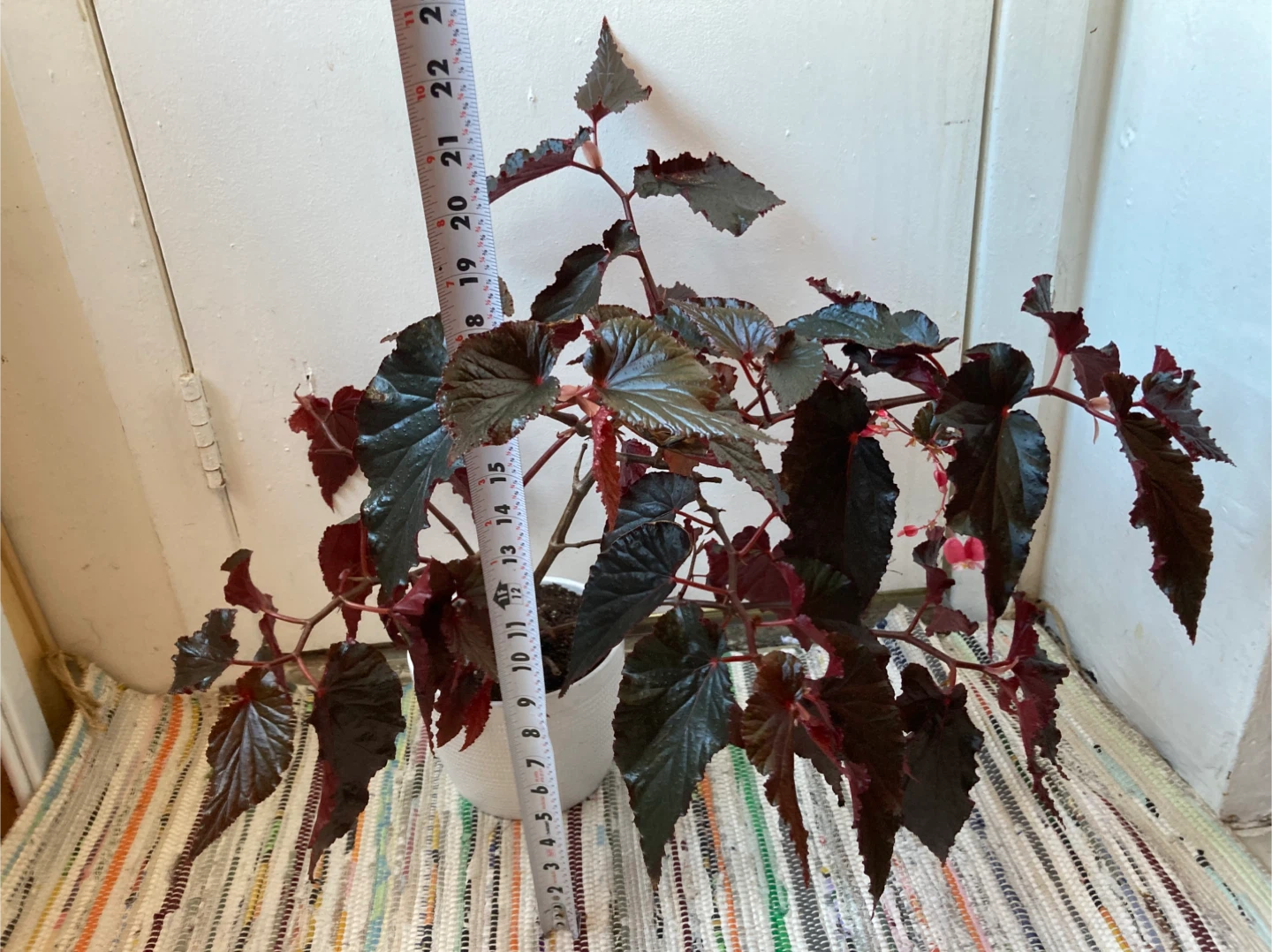 Begonia Black Magic - photo 2