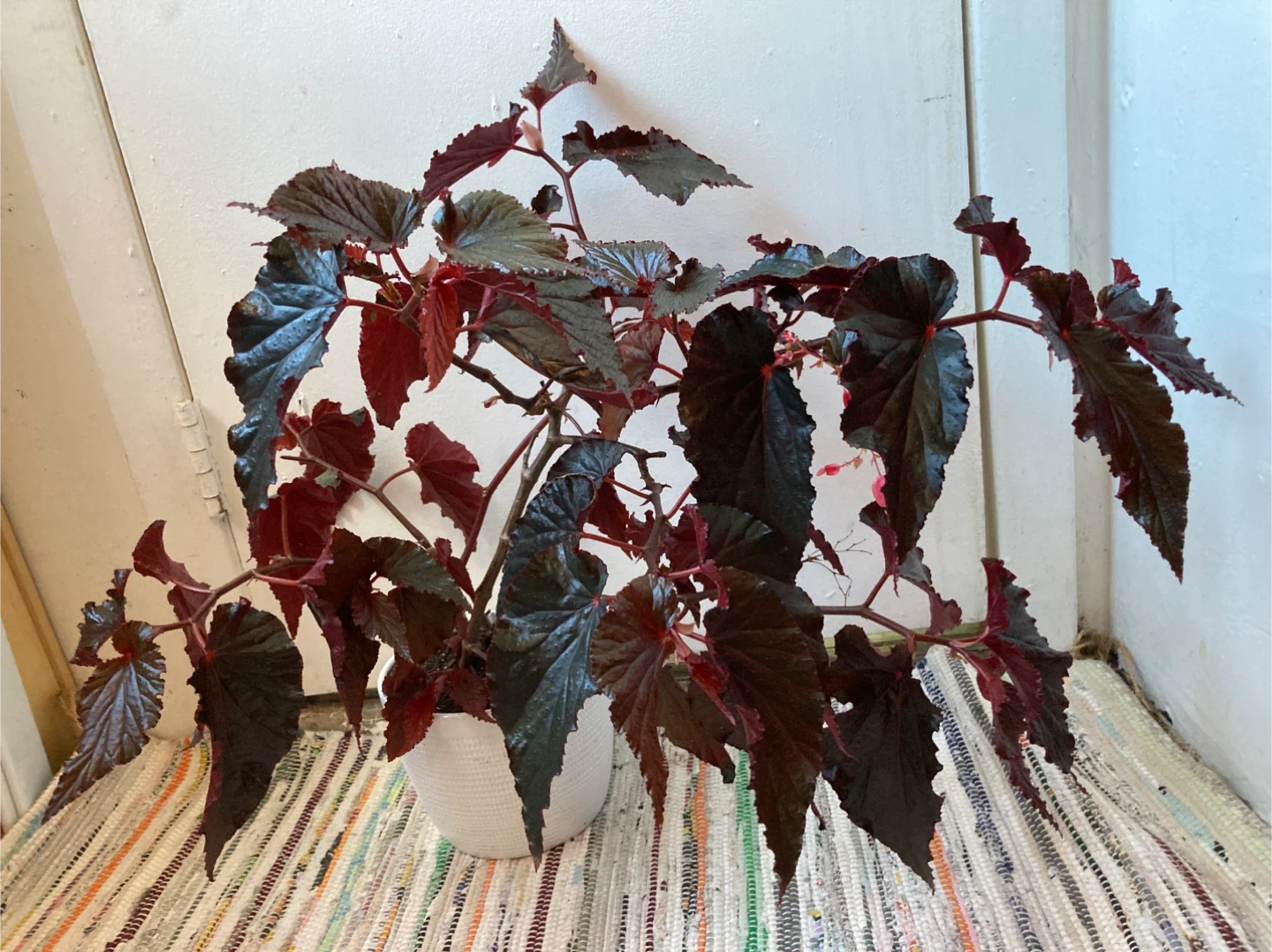 Begonia Black Magic