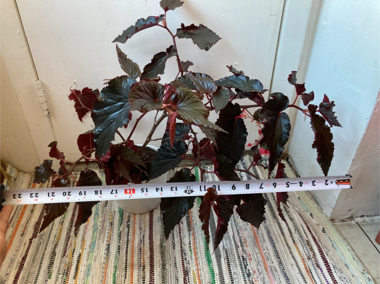 Begonia Black Magic - photo 3