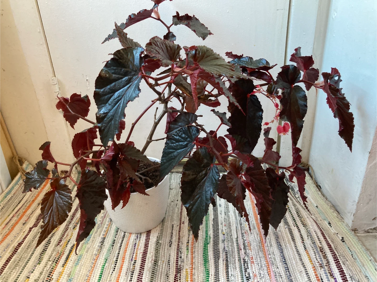 Begonia Black Magic - photo 4