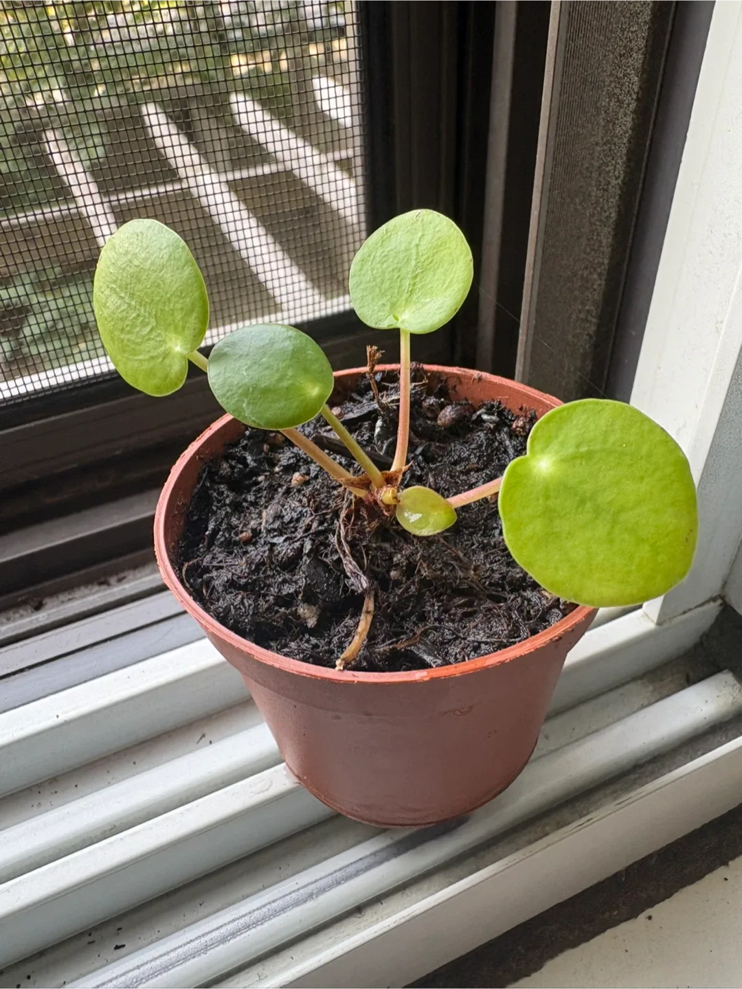 Pilea peperomioides Plant thumbnail