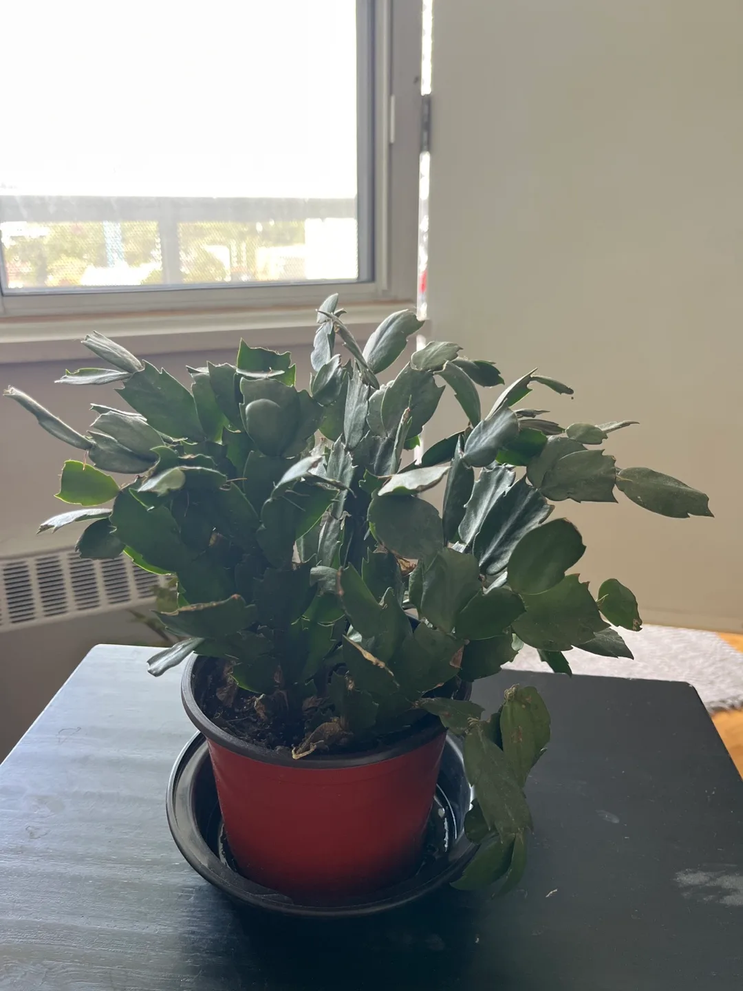 Potted Christmas Cactus thumbnail