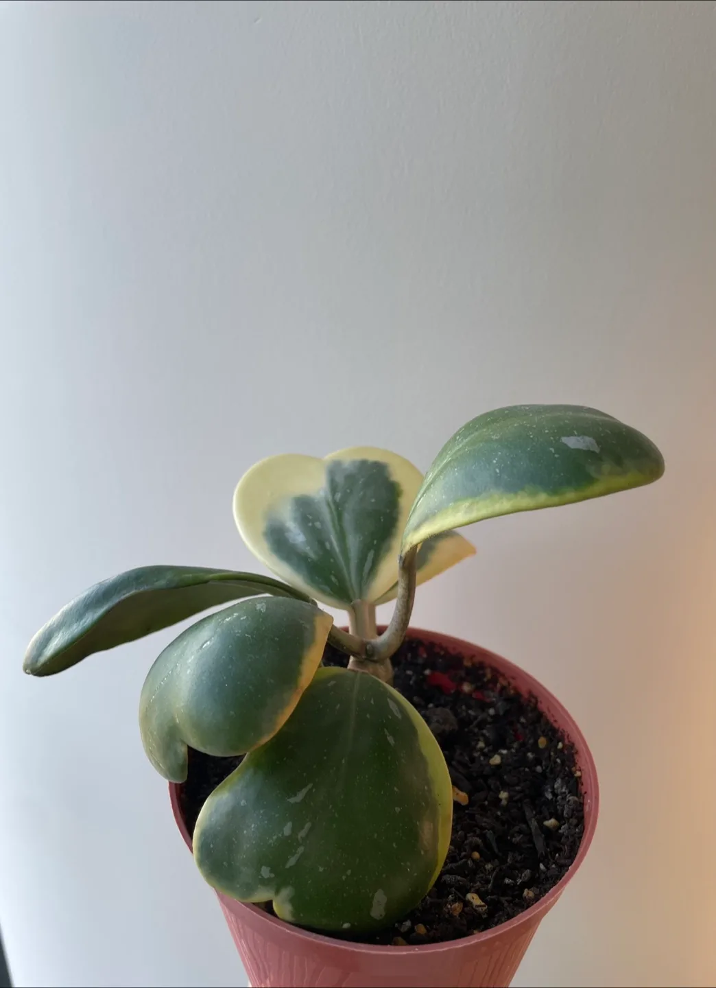 Variegated Hoya Kerrii image indicator(2)