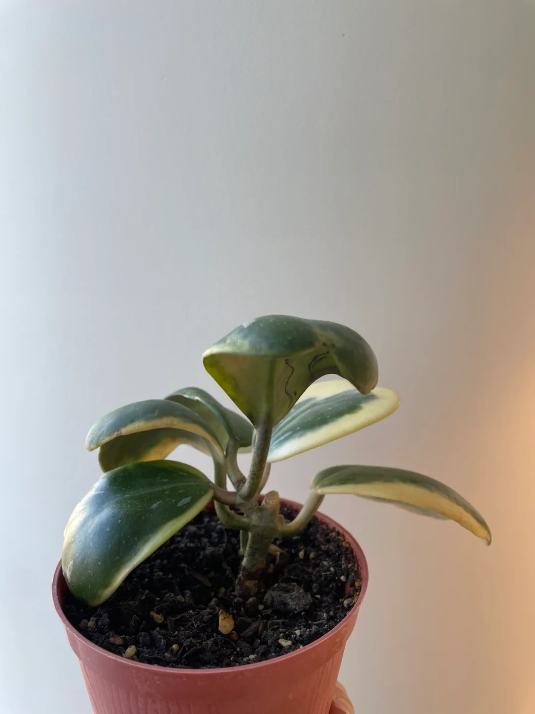Variegated Hoya Kerrii image indicator(3)