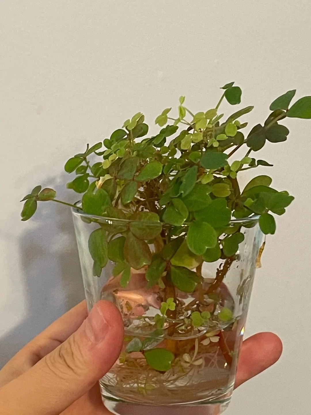 Oxalis Plant in Glass image indicator(4)