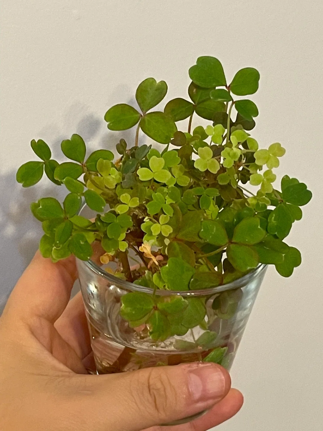 Oxalis Plant in Glass image indicator(3)