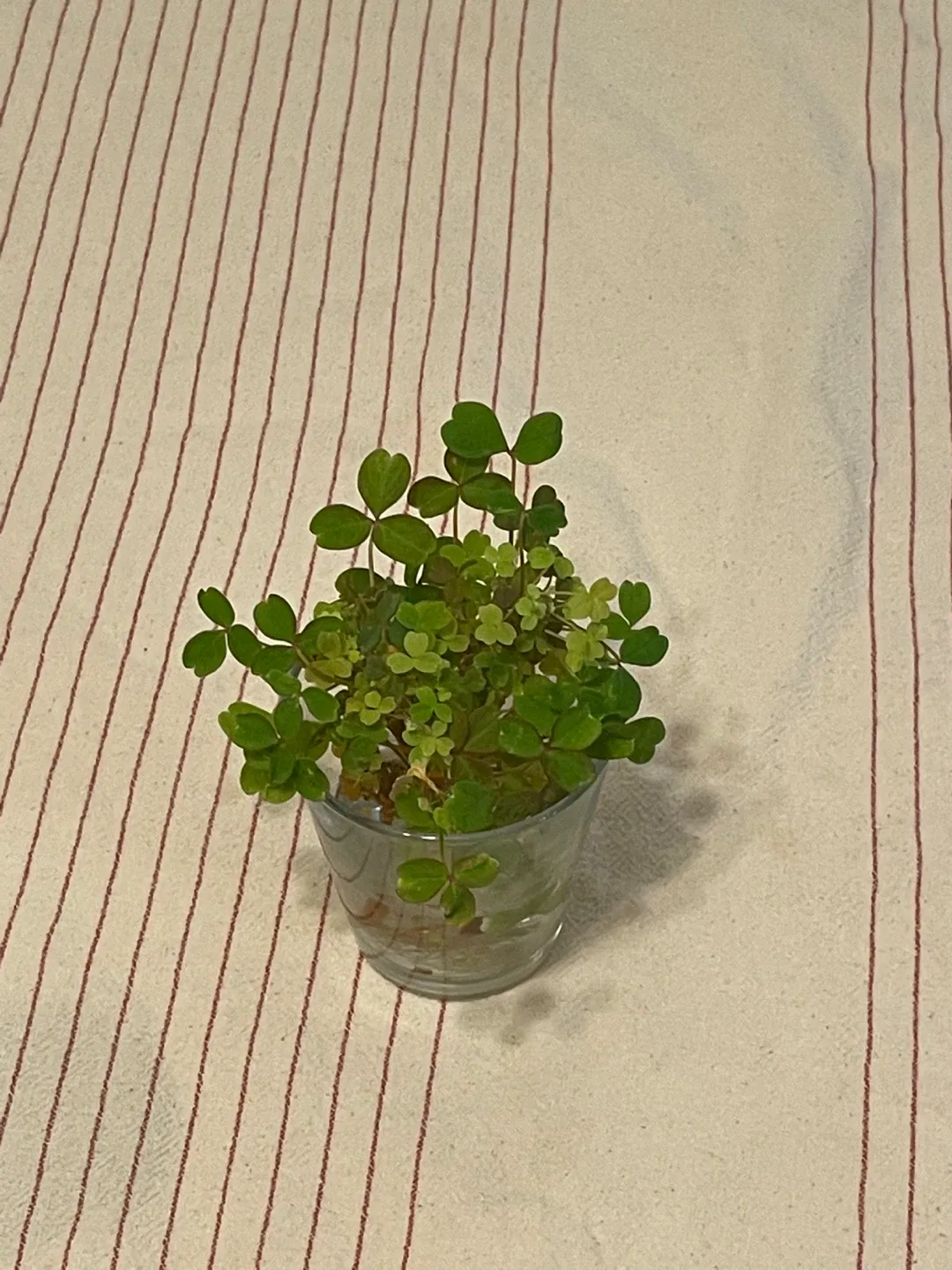 Oxalis Plant in Glass image indicator(2)