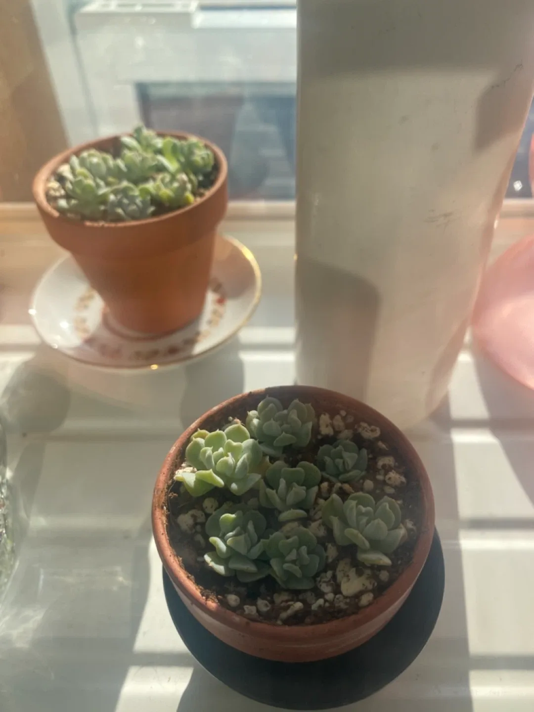 2 Tiny plants and Skull Vase with rooted cutting image indicator(2)