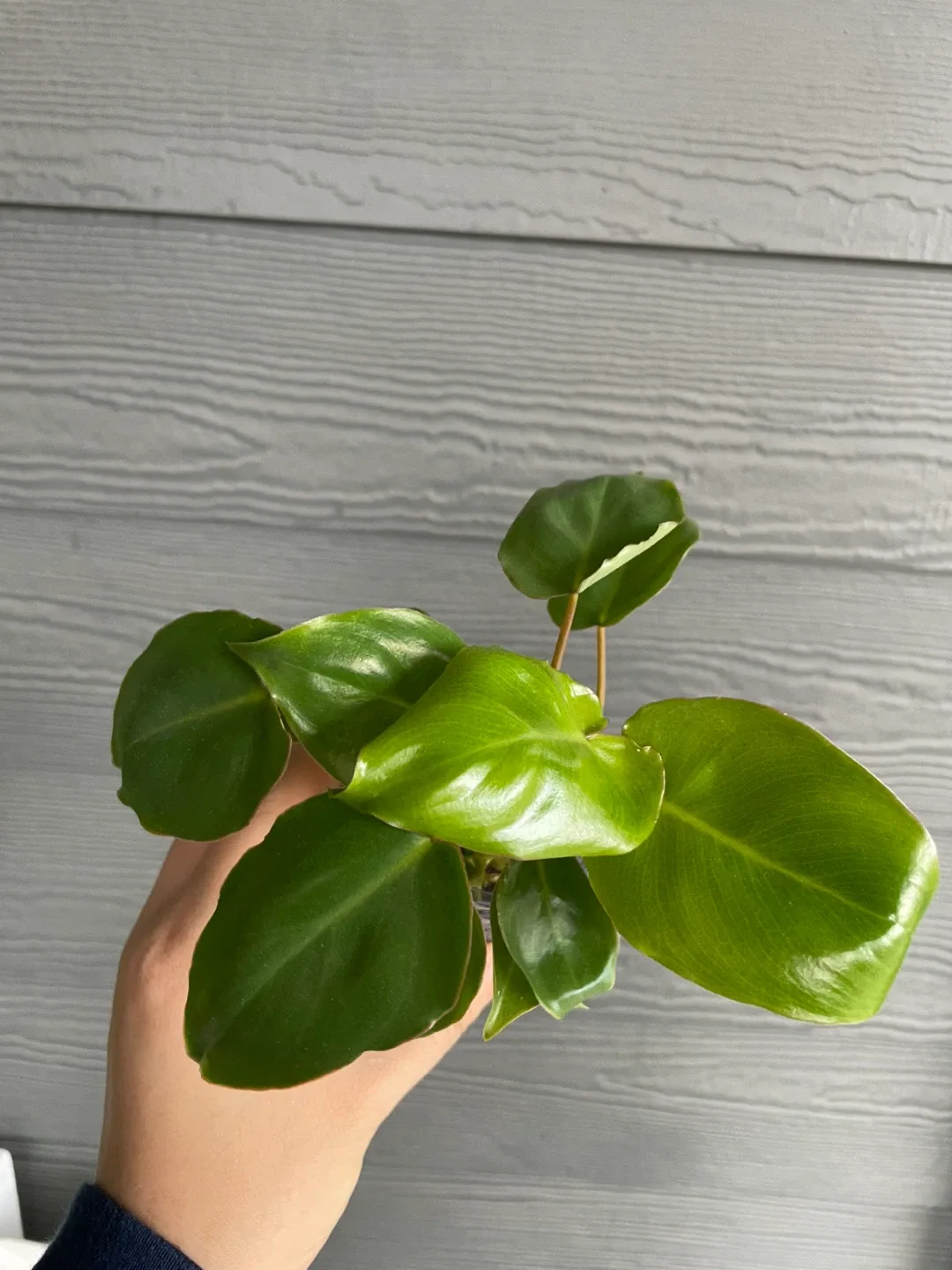 Heartleaf Philodendron Plant image indicator(2)