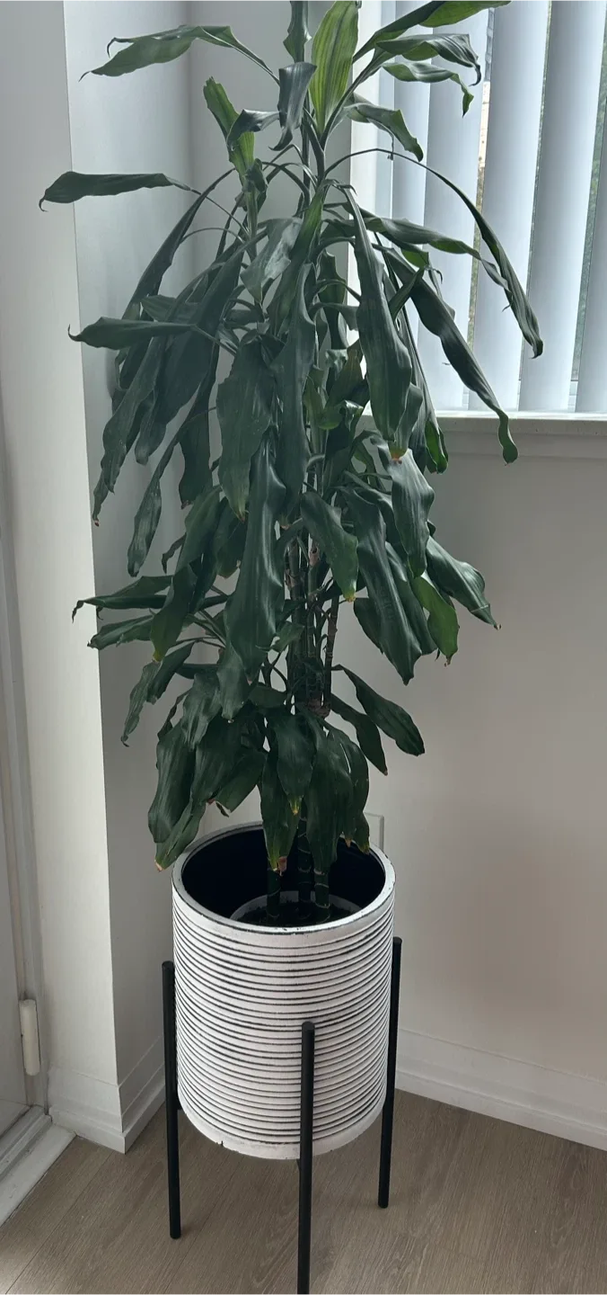 Dracena and Structube Planter with Dark Iron Base thumbnail