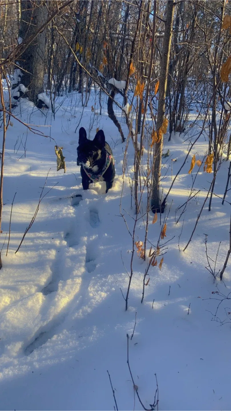 Mill creek ravine $10 dog walk image indicator(6)