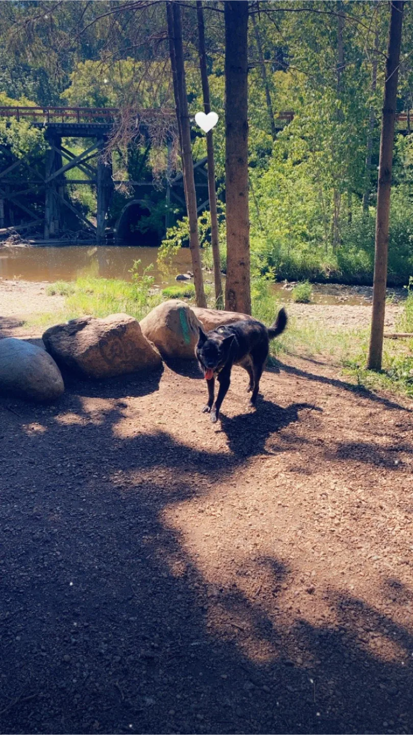 Mill creek ravine $10 dog walk image indicator(5)