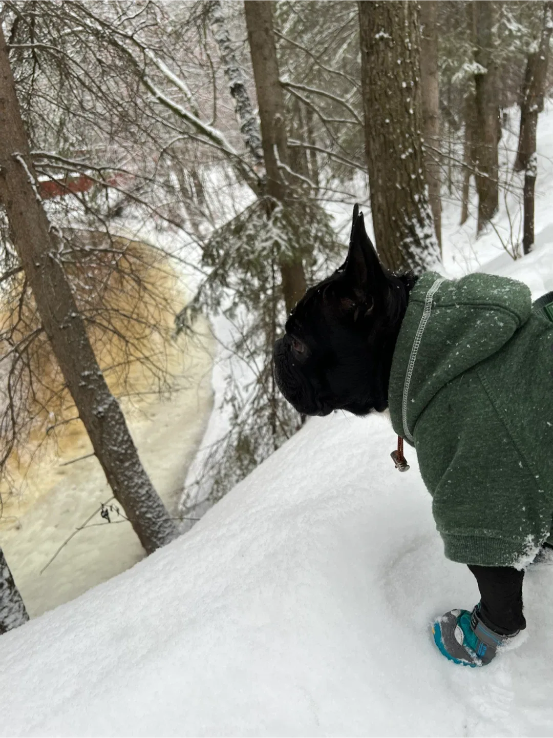 Mill creek ravine $10 dog walk image indicator(2)