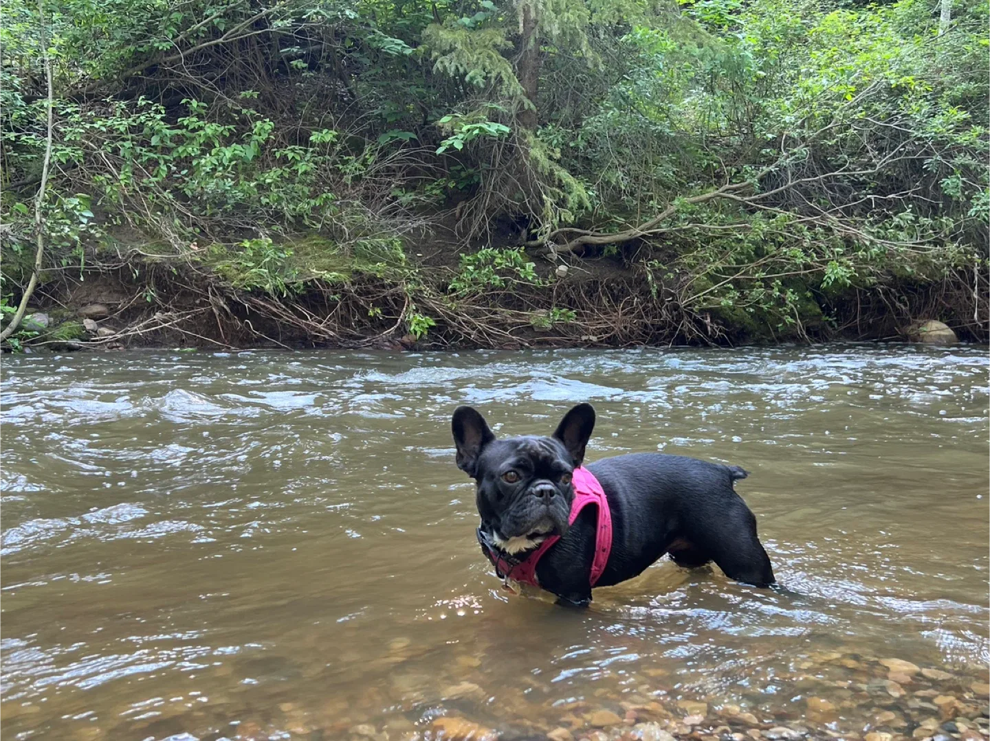 Mill creek ravine $10 dog walk image indicator(4)