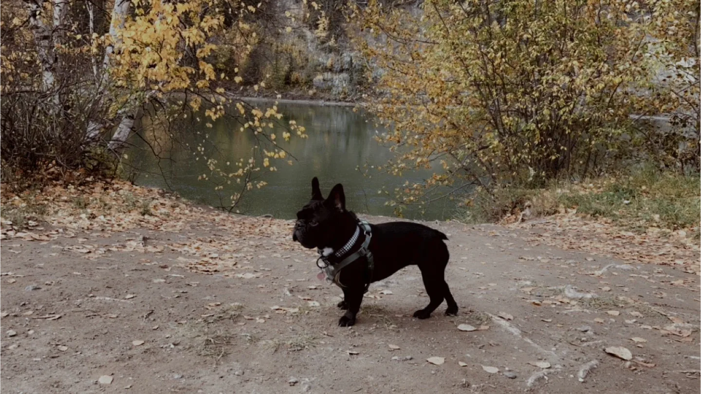 Mill creek ravine $10 dog walk image indicator(7)