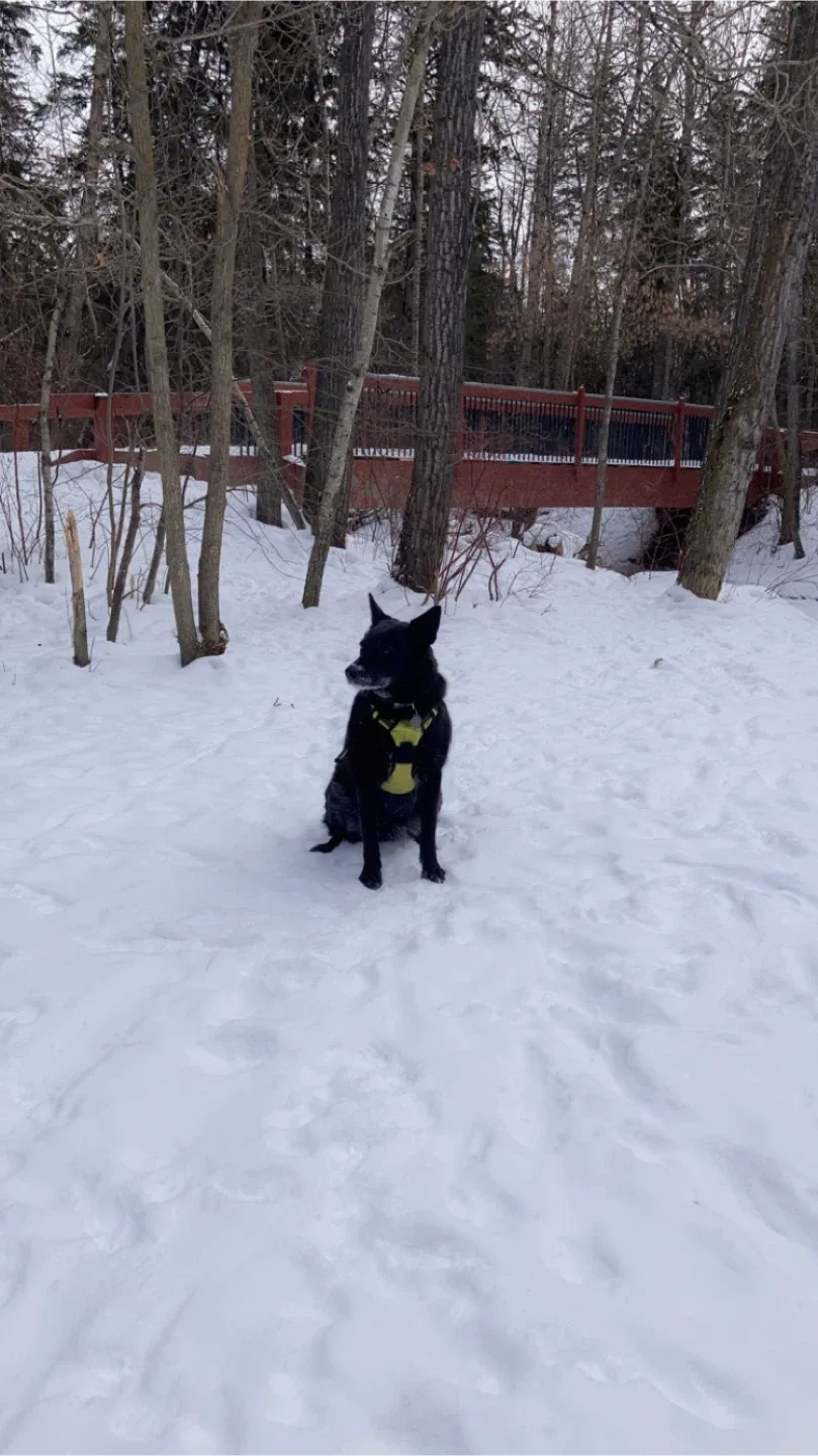 Mill creek ravine $10 dog walk image indicator(9)