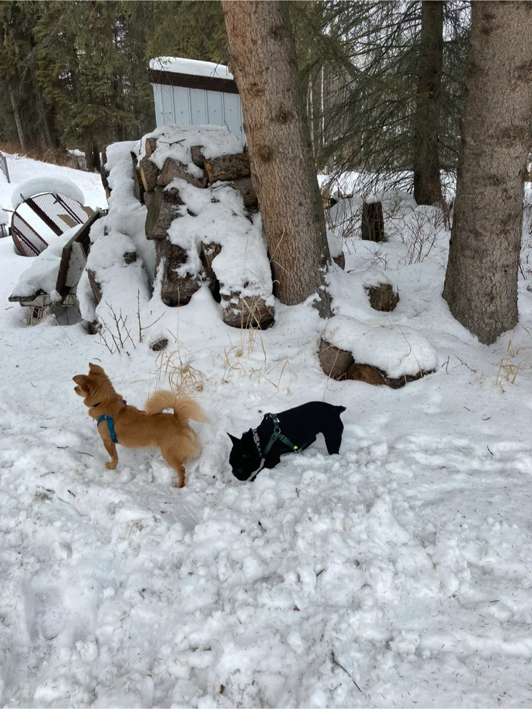 Mill creek ravine $10 dog walk image indicator(8)