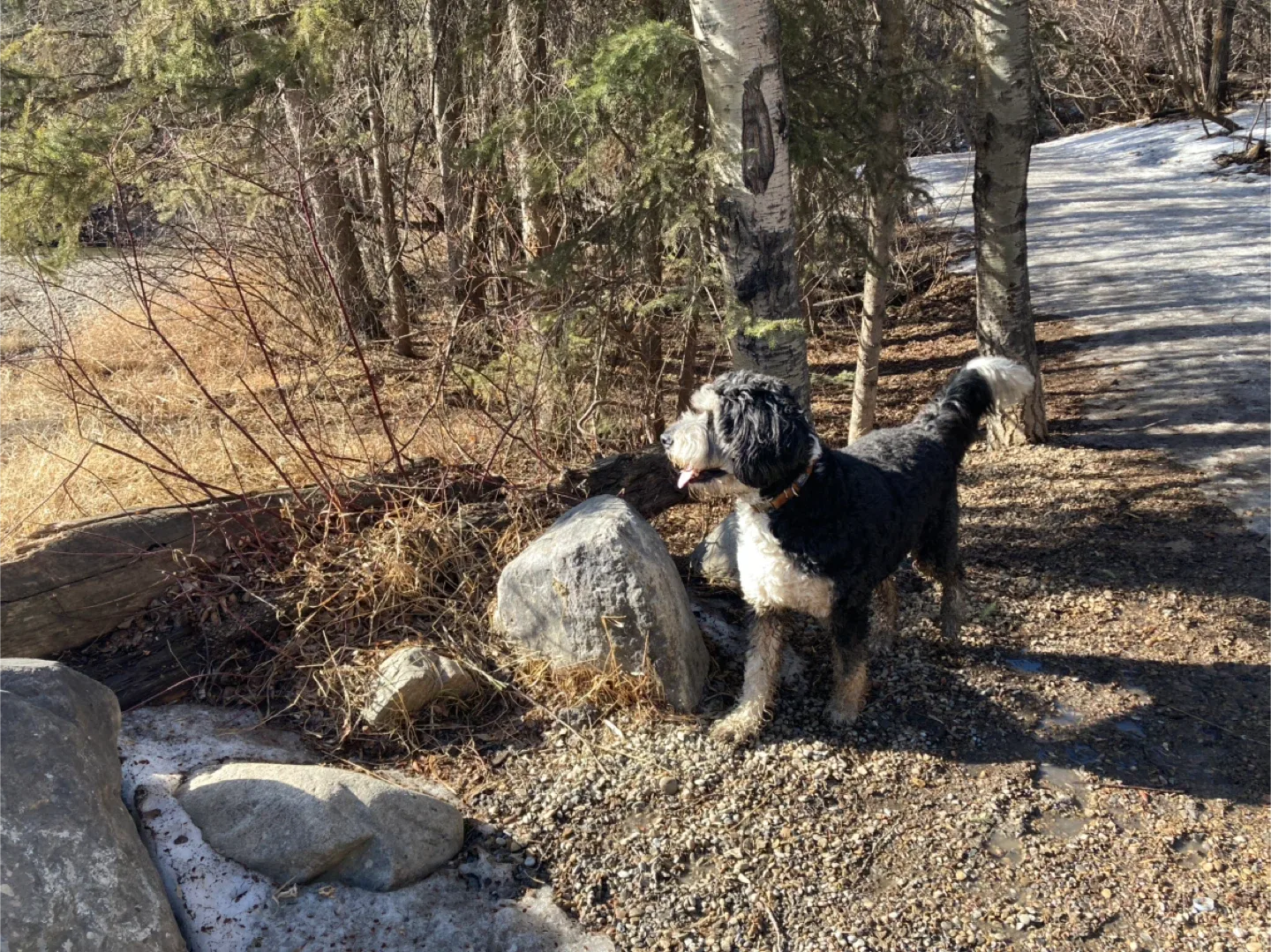 Mill creek ravine $10 dog walk image indicator(10)