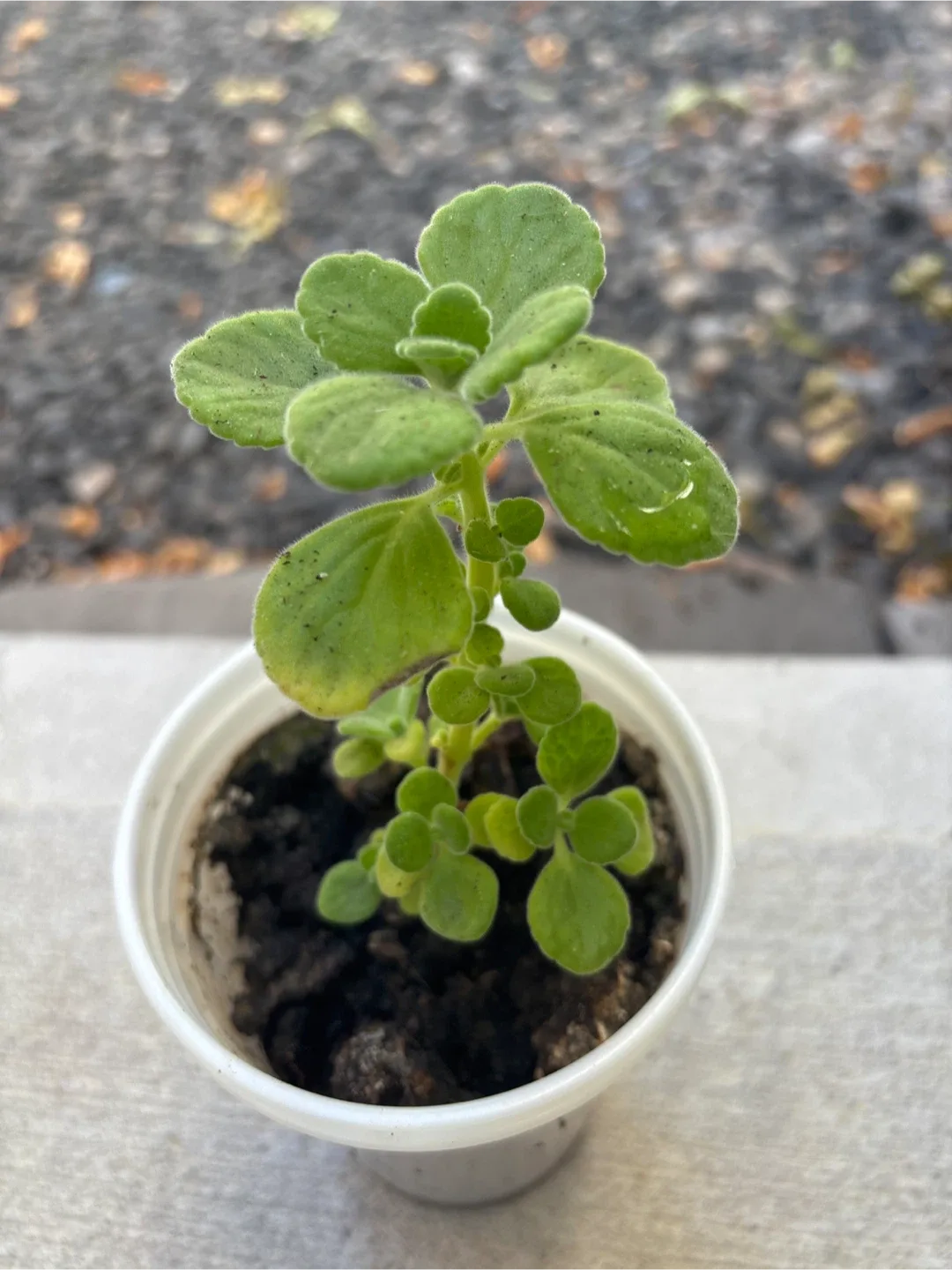 🧡 Cuban Oregano Plant 🧡 thumbnail
