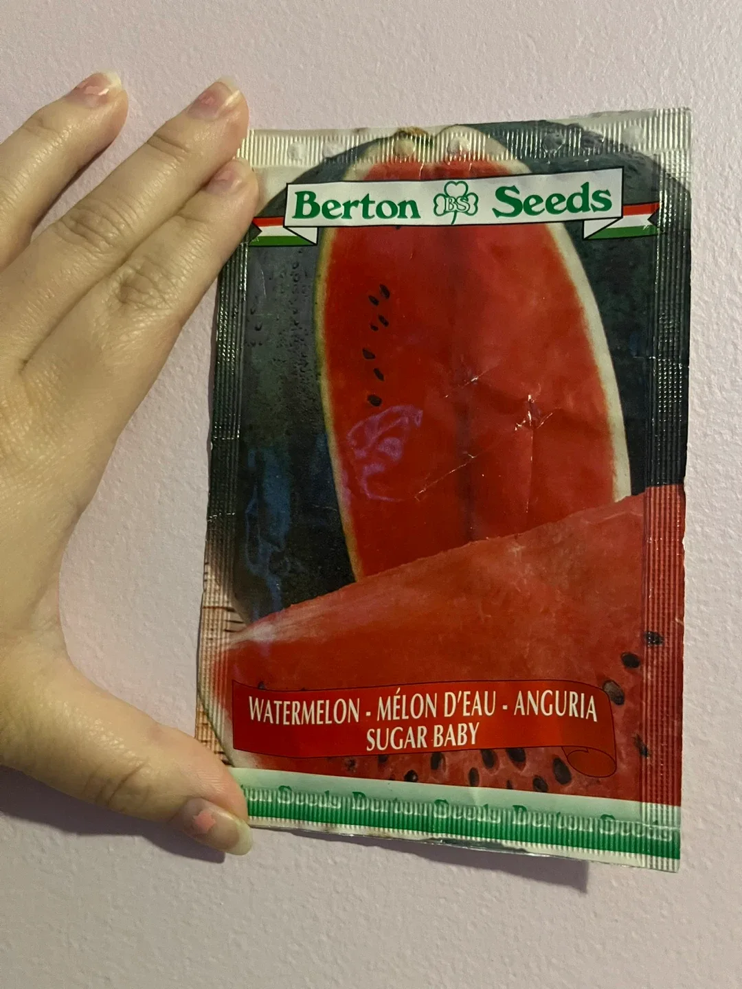 Berton Seeds Sugar Baby Watermelon Seeds🧡 thumbnail