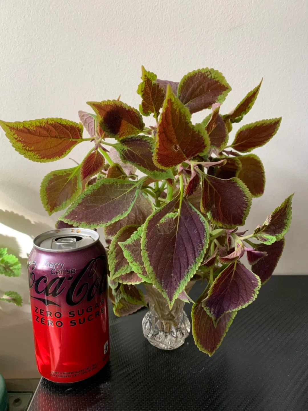 Coleus Cuttings 🧡 image indicator(3)